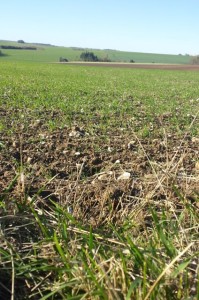 Cover crops are on most fields in Normandy.